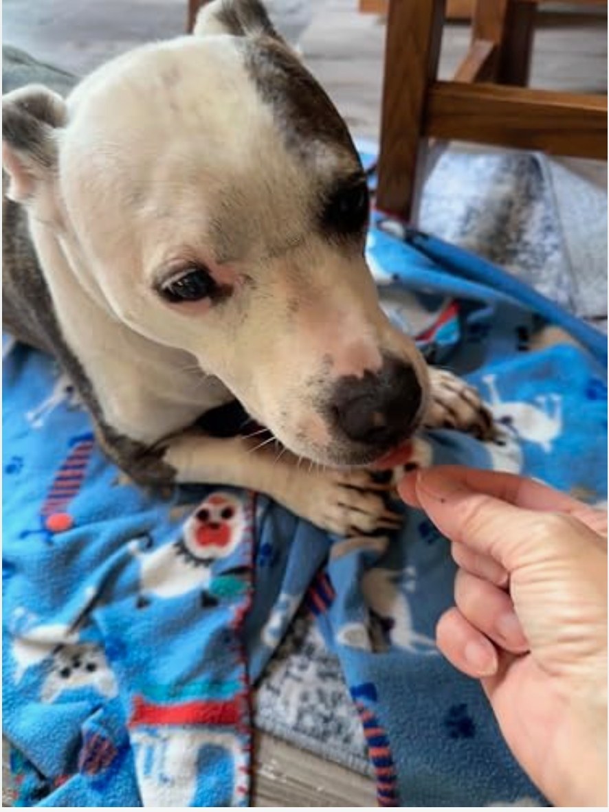 Olive taking a PAWZA soft chew